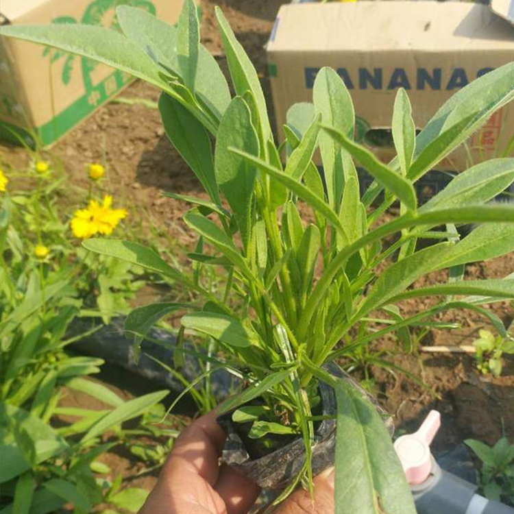 金鸡菊销售 金鸡菊苗 金鸡菊 基地直售