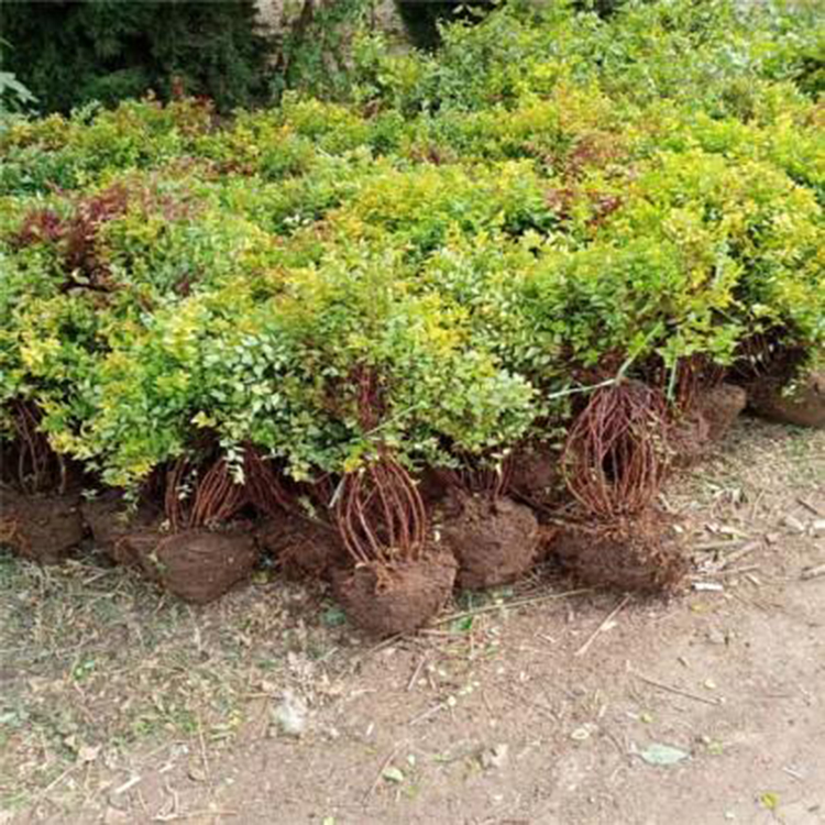 量大优惠 花卉苗 金焰绣线菊价格 上盆金焰绣线菊
