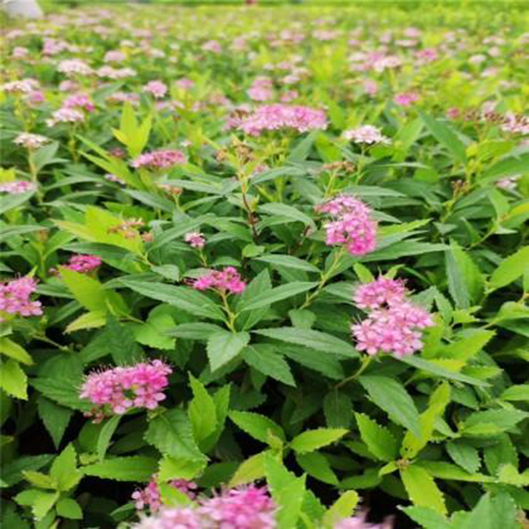 观赏用金焰绣线菊 花朵密集 山东种植基地金焰绣线菊出售