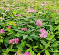 观赏用金焰绣线菊 花朵密集 山东种植基地金焰绣线菊出售