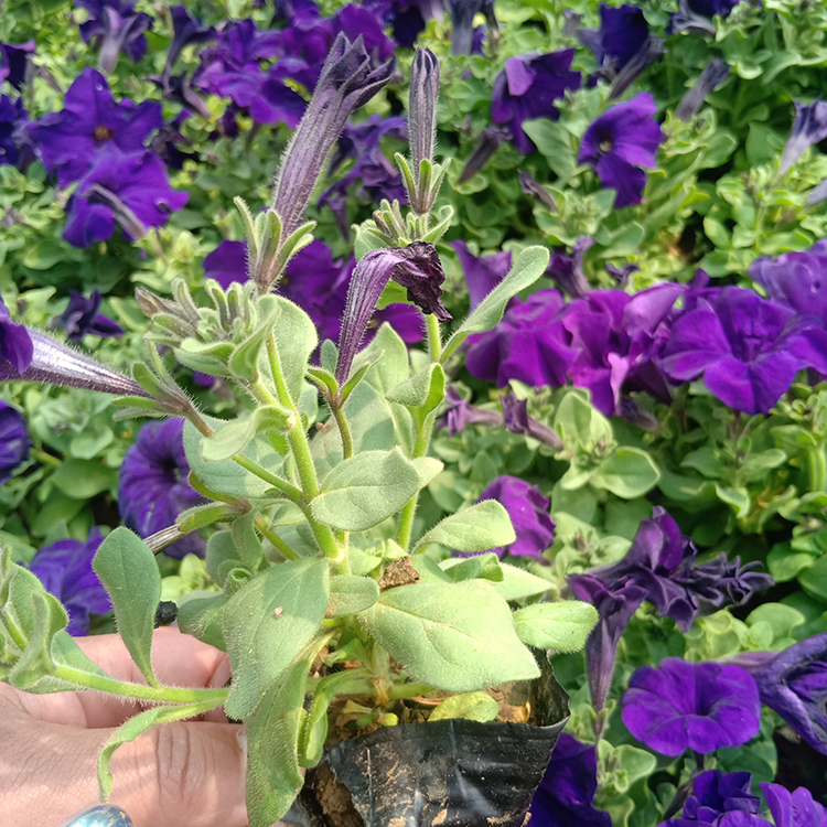 矮牵牛销售 一二年生草花 矮牵牛 好苗预定