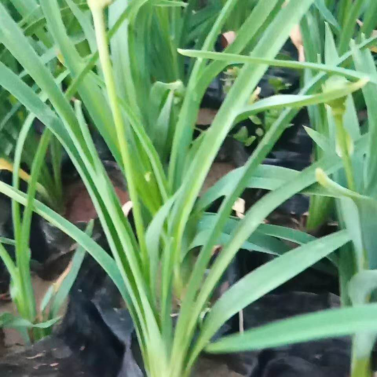 金娃娃萱草 金娃娃萱草供应商 青州草花