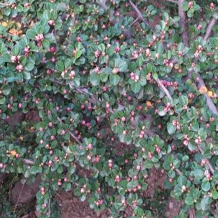 绿化 平枝荀子 平枝荀子种植基地