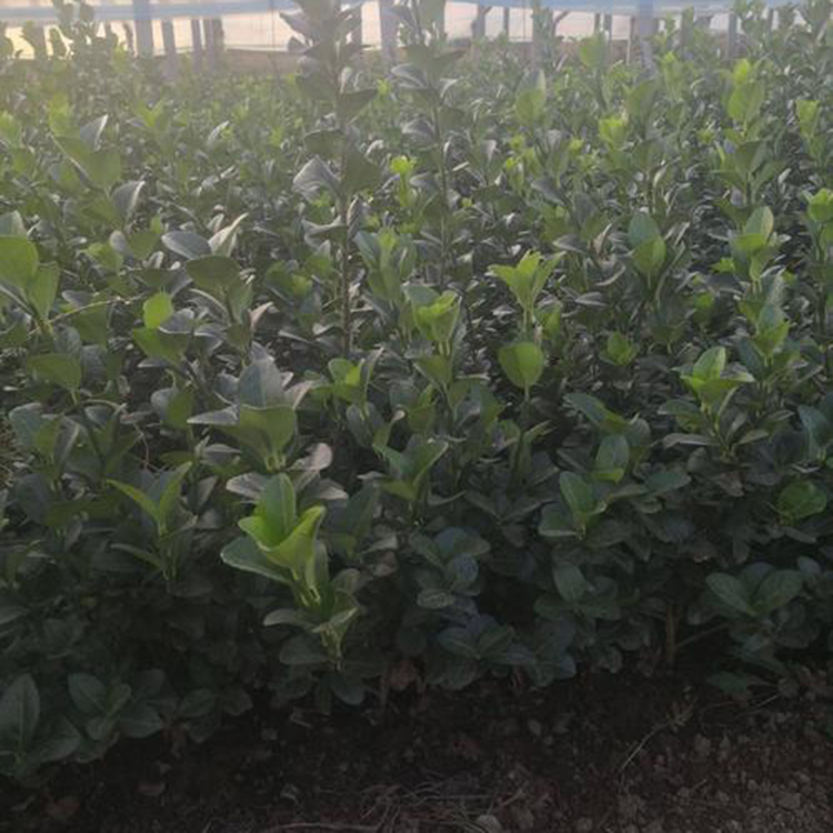 卫矛小苗销售 基地供应 青州卫矛小苗