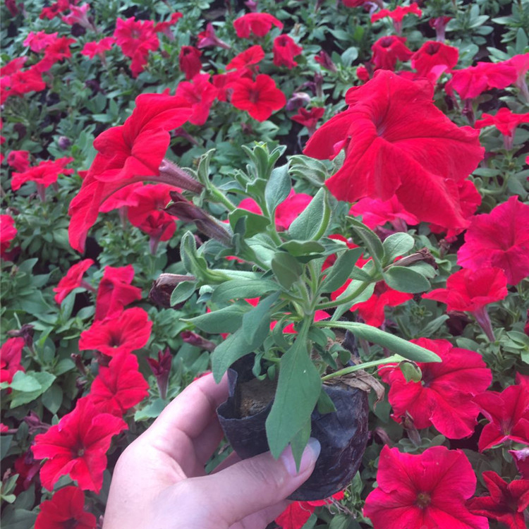 牵牛价格 订购报价 山东草花种植基地 牵牛杯苗