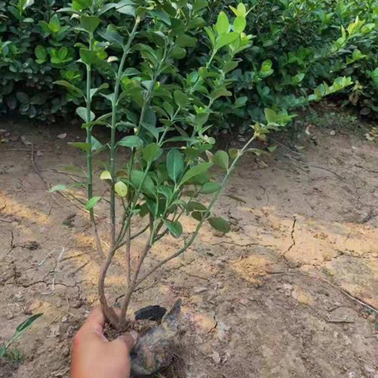 卫矛树苗销售商 基地直售 青州卫矛树苗