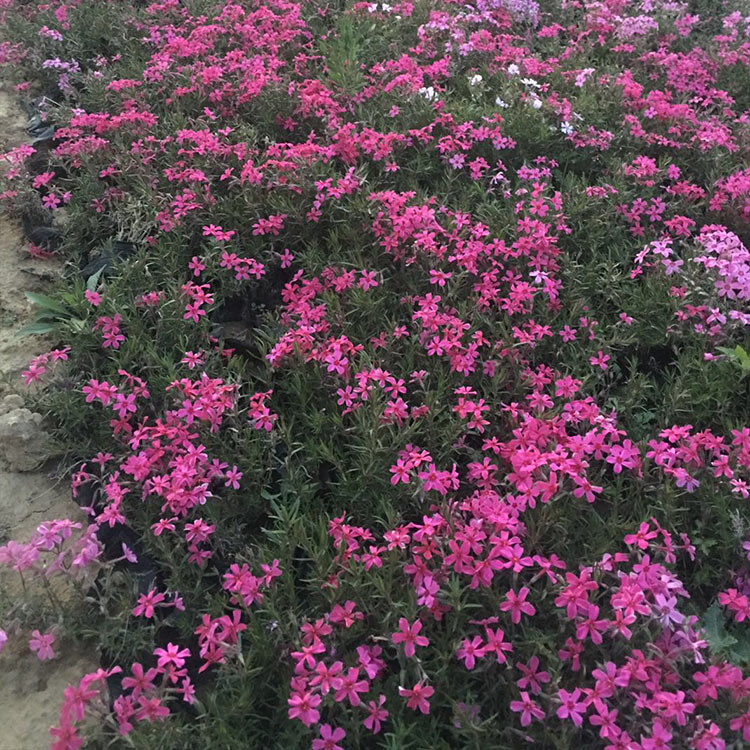 芝樱价格 苗圃供应 青州芝樱