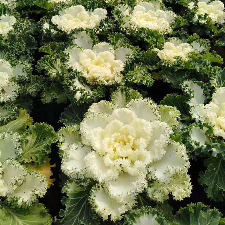 羽衣甘蓝种植基地 羽衣甘蓝培育基地
