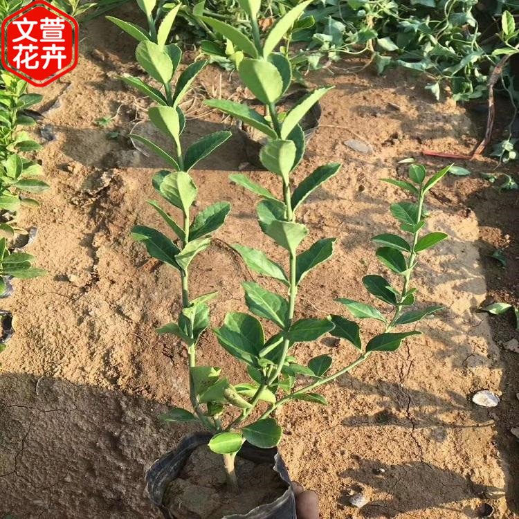 大叶扶芳藤苗 基地直售 大叶扶芳藤供应商 山东绿化苗木