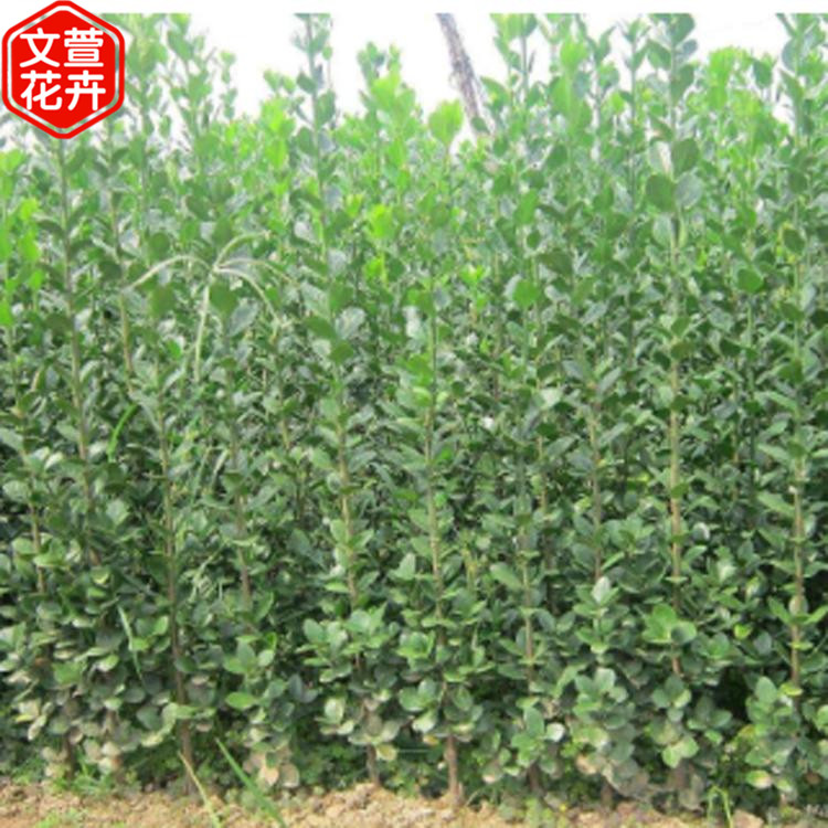 北海道黄杨培育 量大优惠 北海道黄杨树苗 绿化工程用