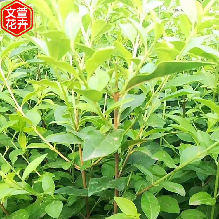 产地供应 金叶女贞苗 金叶女贞报价