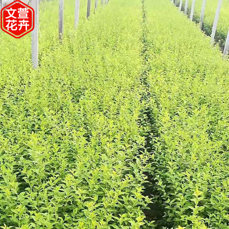 产地供应 金叶女贞苗 金叶女贞种植基地