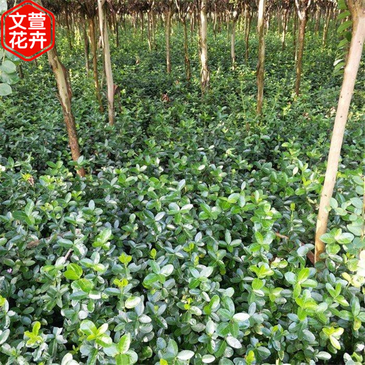 黄杨批发商 黄杨苗 常绿绿化苗