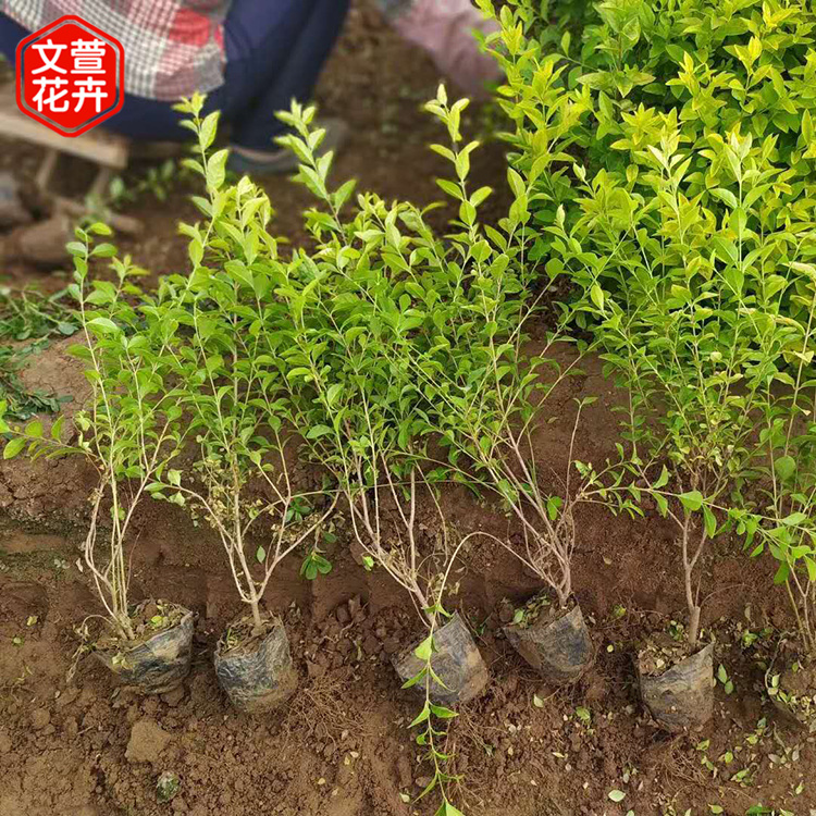 金叶女贞批发 产地供应 山东金叶女贞苗