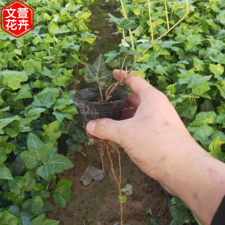 常青藤 常春藤供应商 绿化苗木基地 苗圃供应