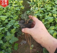 山东文宣花卉 常春藤小苗 观赏用常春藤价格 欢迎来电