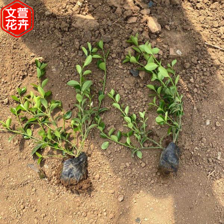 大叶扶芳藤供应商 批发基地 大叶扶芳藤小苗 青州绿化苗木基地