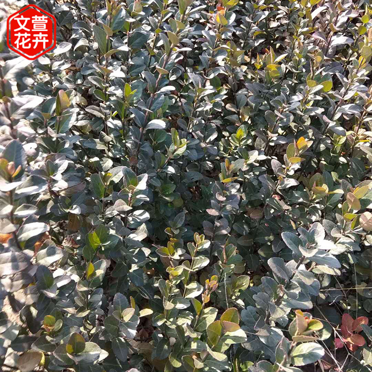 大叶扶芳藤供应商 价格实惠 大叶扶芳藤苗 批发绿化苗