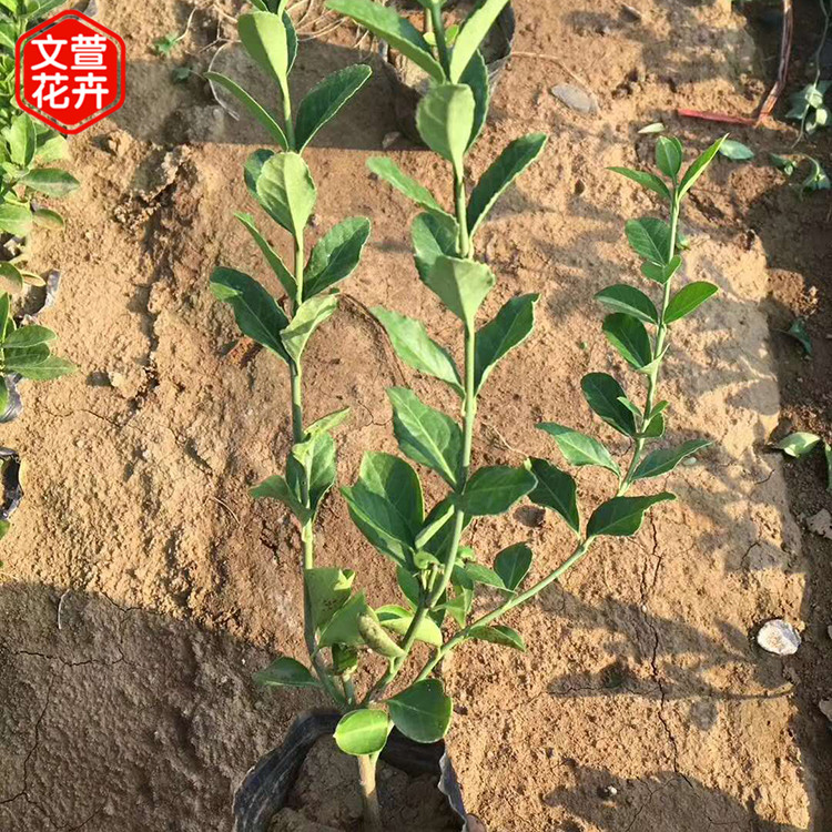 绿化工程用苗 大叶扶芳藤报价 基地直售 大叶扶芳藤小苗