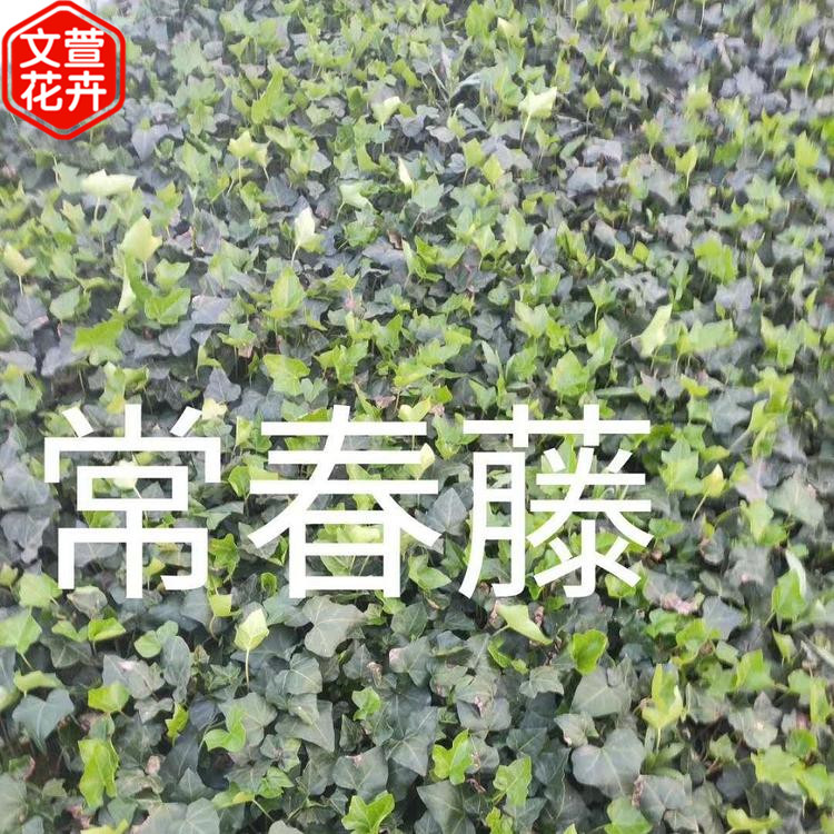 常春藤 常春藤批发 山东绿化苗木 价格实惠