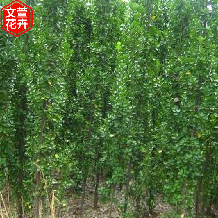 北海道黄杨出售 量大优惠 北海道黄杨苗 山东绿化苗木