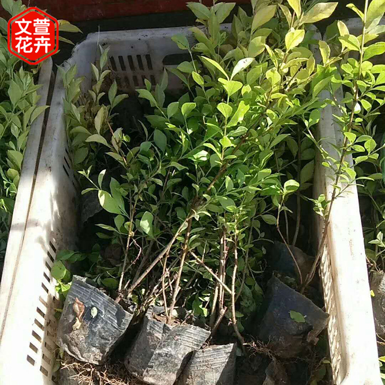 金叶女贞批发 基地推荐 青州金叶女贞