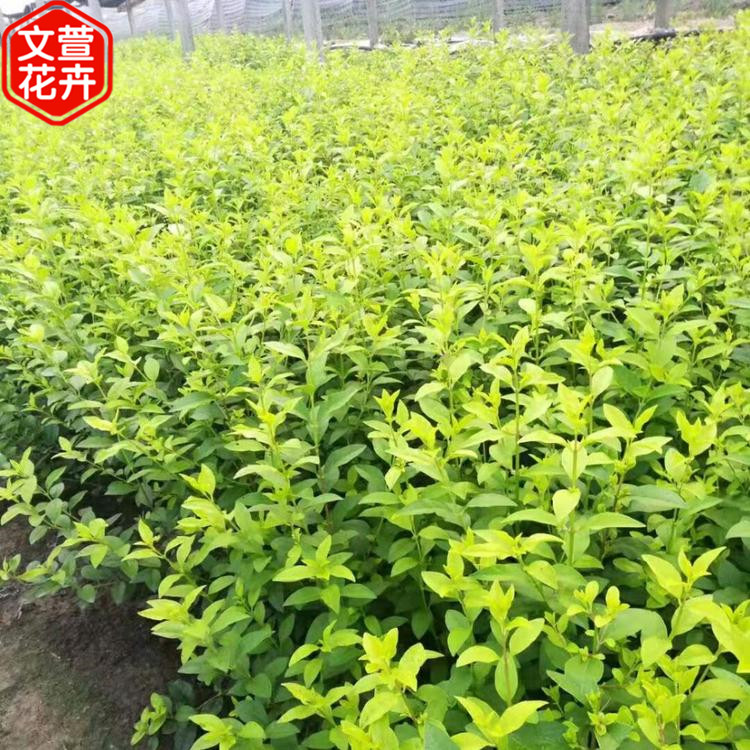 【文萱花卉】金叶女贞报价 绿化绿篱用 山东金叶女贞种植基地