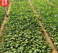 常春藤小苗发售价格 常春藤盆栽种植 绿化苗木基地