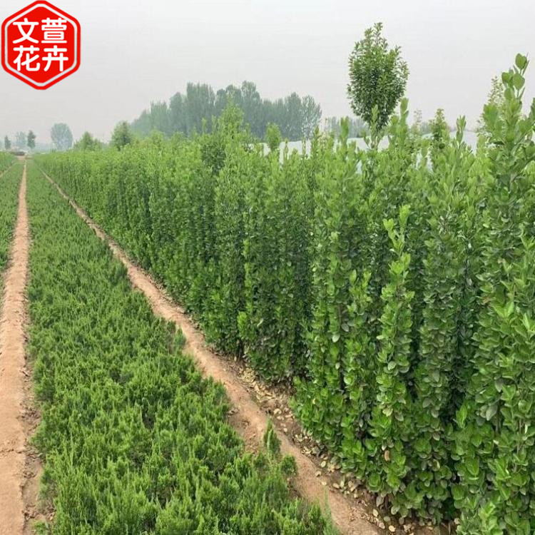 北海道黄杨树苗 青州绿化苗基地 北海道黄杨出售 量大优惠