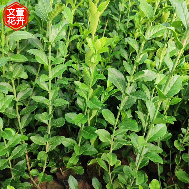 大叶扶芳藤 苗圃批发 大叶扶芳藤供应商 青州绿化苗木基地
