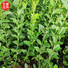 大叶扶芳藤苗 价格实惠 大叶扶芳藤种植基地 山东绿化苗木