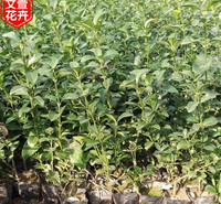 大叶扶芳藤 苗圃批发 大叶扶芳藤报价 山东绿化苗木