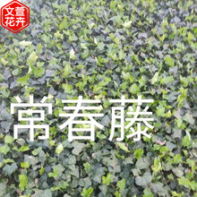 常春藤小苗 常青藤供货商 绿化苗木基地 大量批发