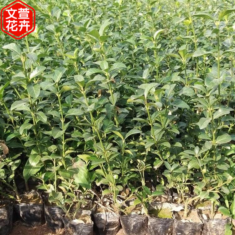 大叶扶芳藤苗 批发基地 大叶扶芳藤供应商 批发绿化苗