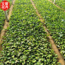 常春藤小苗 常春藤批发 绿化苗木基地 价格从优