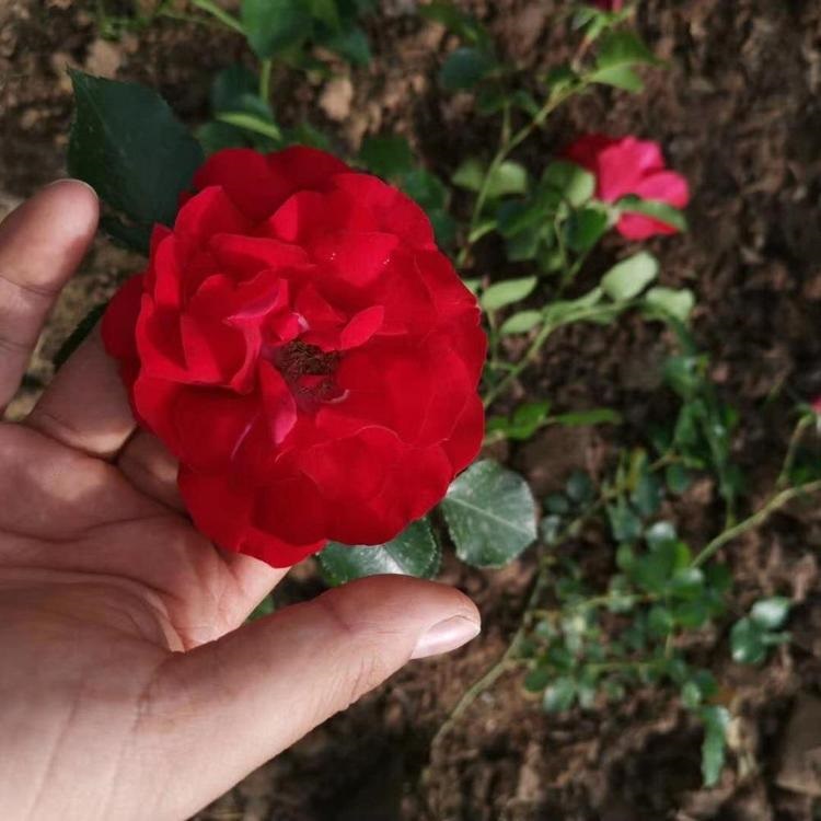 基地供应大花蔷薇  大花蔷薇种植基地  花型大 花期长