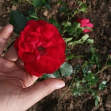 基地供应大花蔷薇  大花蔷薇种植基地  花型大 花期长