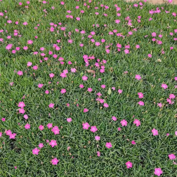 批发地被石竹 欧石竹种植基地 欢迎咨询