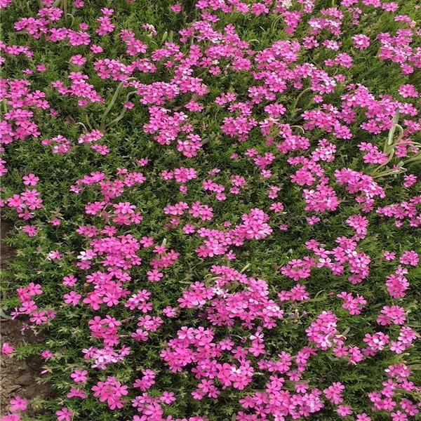 青州欧石竹价格 欧石竹种植基地 叶形优美花色艳丽