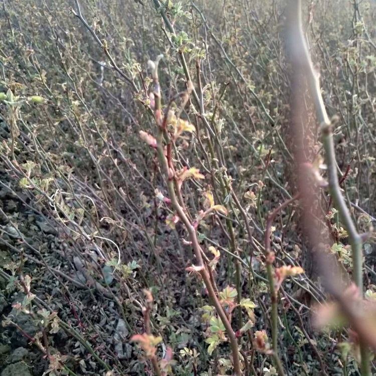 批发零售大花蔷薇 大花蔷薇苗圃 基地直发