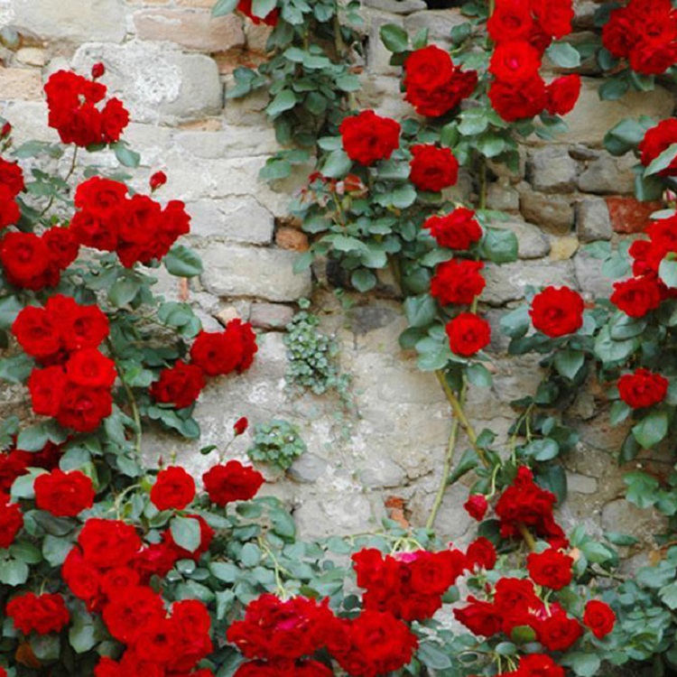 可爬墙的大花蔷薇  大花蔷薇批发  色系丰富