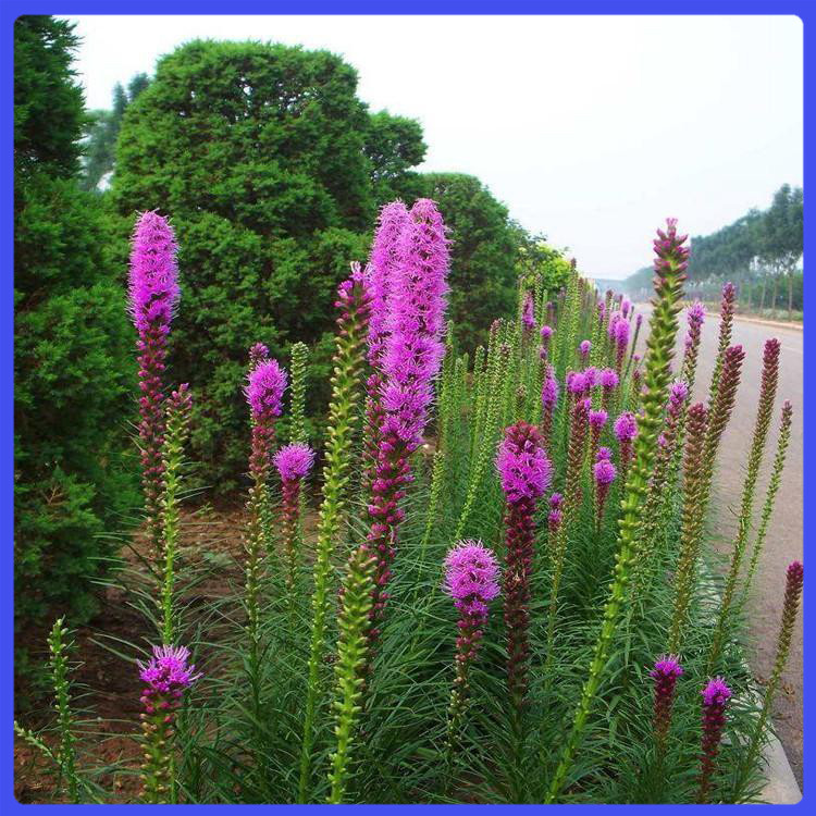 蛇鞭菊供货商 批发基地 山东耐寒蛇鞭菊