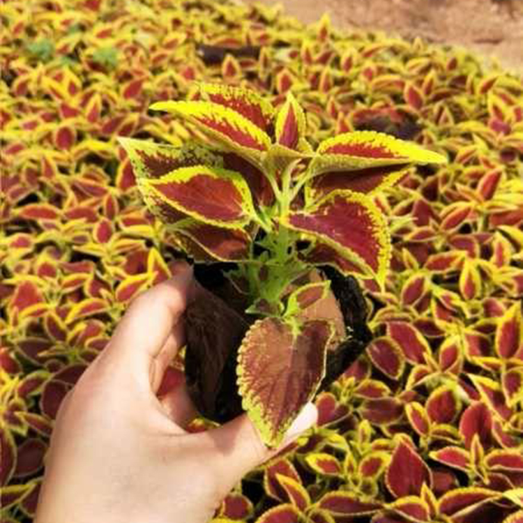 彩叶草行情 花农自营 山东地被彩叶草