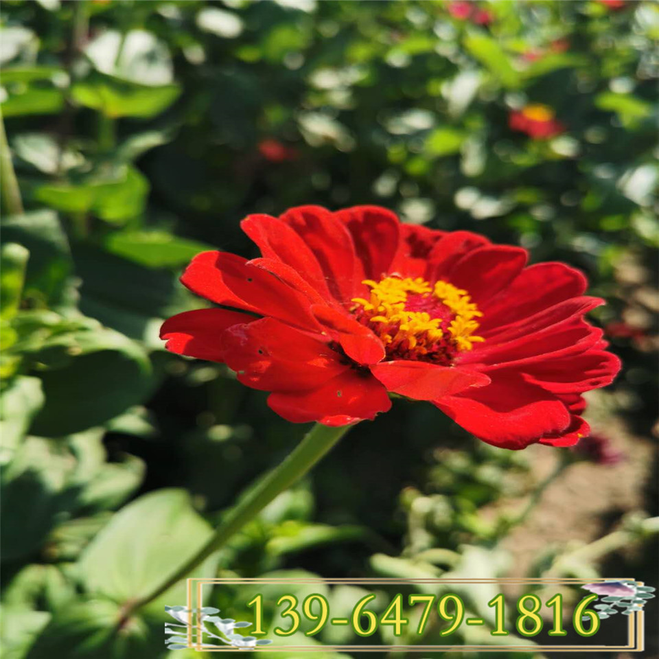 黄色百日草营养钵苗 红色百日草杯苗 花期长的花卉百日菊