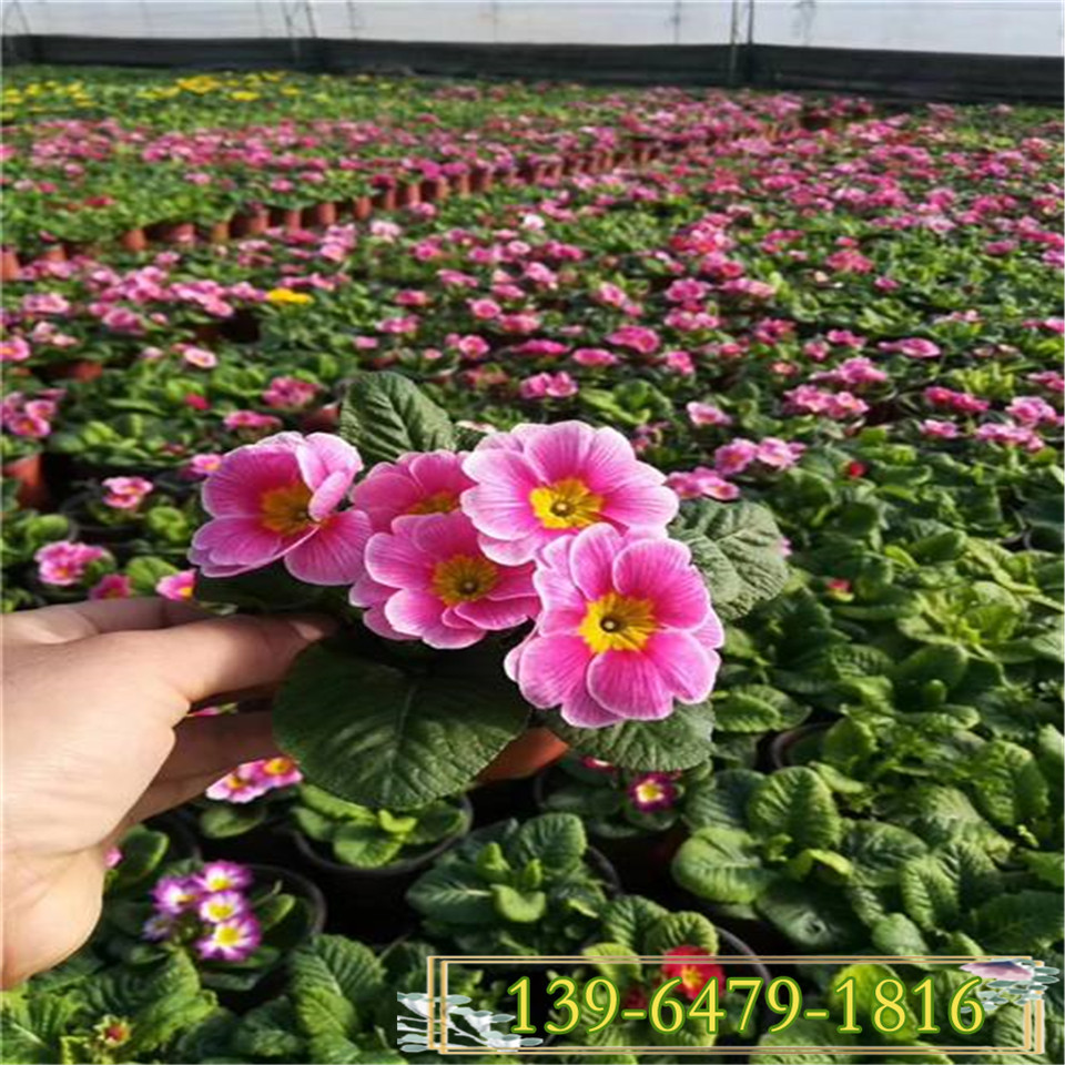 蓝色报春花  冬季耐寒花卉玫瑰报春花盆花 青州报春花小苗价格