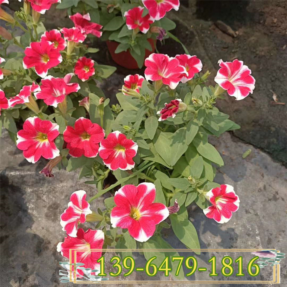 供应百万小玲袋苗 夏秋草花百万小玲颜色多 五彩牵牛盆栽基地直供
