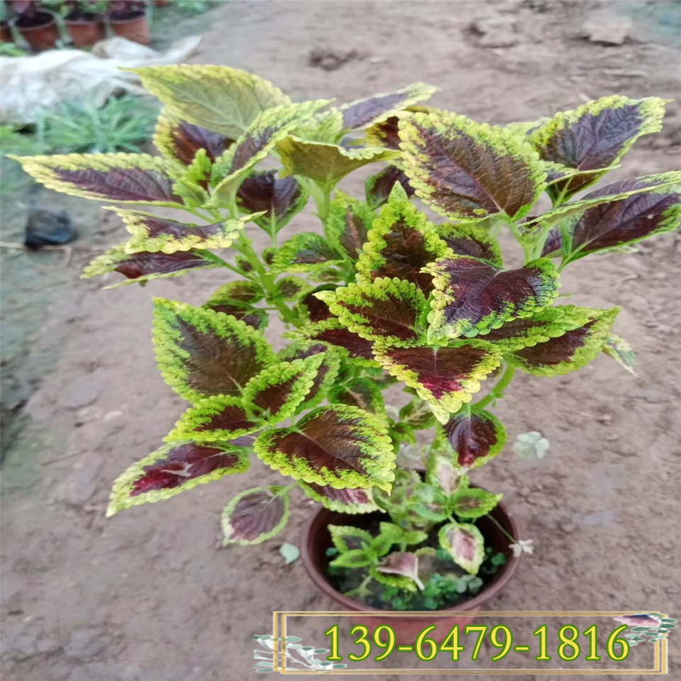 绿色彩叶草盆栽苗  观叶植物红黄彩叶草杯苗图片
