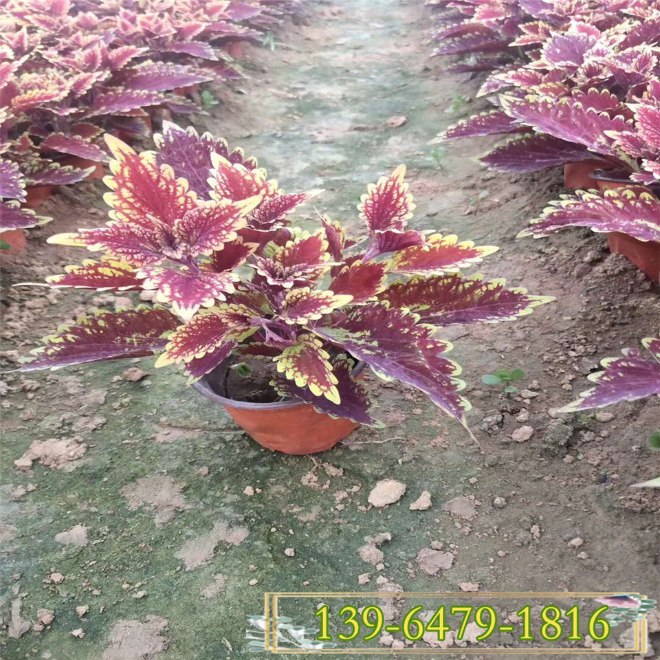 红色彩叶草批发商 种植基地直供彩叶草营养钵苗 彩叶草盆栽价格