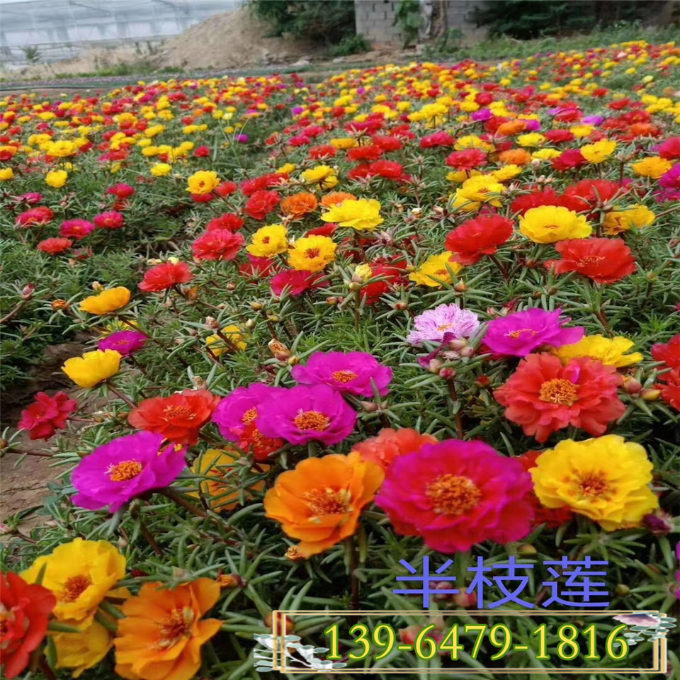 种植基地半枝莲杯苗 好成活的绿化花草马榨菜杯苗价格