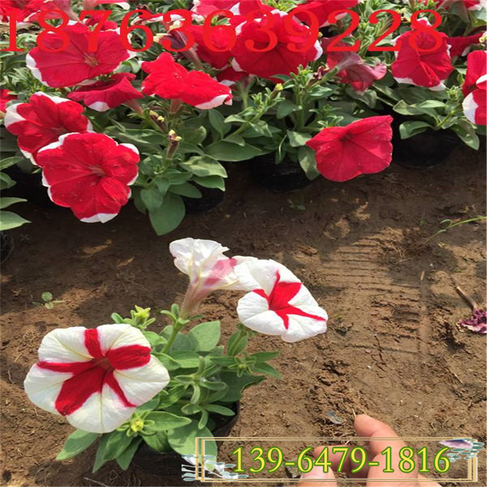 草花白色矮牵牛价格 便宜的矮牵牛 花坛用花美化城市花卉